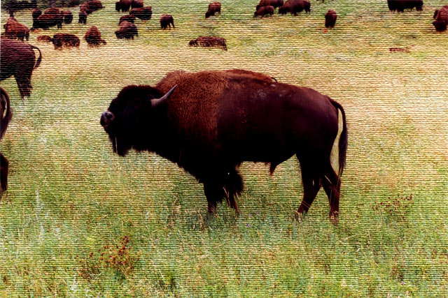 loi-pour-la-protection-des-bisons-des-buffles/buffalo14-jpg.jpeg