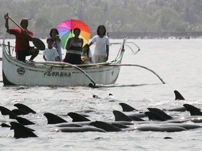 aux-philippines-environ-200-dauphins-echoues-secourus/dauphins1-jpg.jpeg