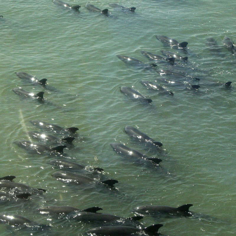 aux-philippines-environ-200-dauphins-echoues-secourus/dauphins2-jpg.jpeg