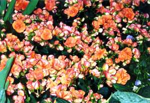 fermeture-des-floralies-2002-de-quebec/floralies2002-2-14264-jpg.jpeg
