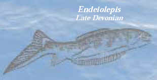 annonce-de-la-decouverte-dun-poisson-fossilise-datant-de-370-millions-dannees/endeiolepis-jpg.jpeg