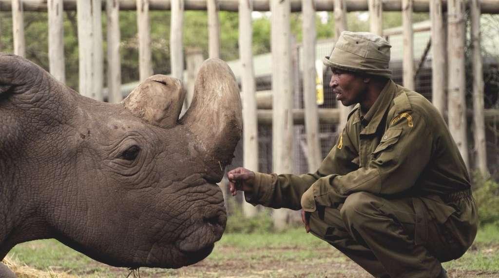 pele-mele-sudan-le-dernier-male-rhinoceros-blanc-du-nord-ne-a-letat-sauvage-est-mort/43f6ad5835-122061-sudan-rhinoceros-blanc-nord-jpg.jpeg