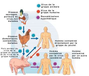 premier-cas-de-transmission-humaine-du-virus-de-la-grippe-aviaire-en-indonesie/a-jpg.jpeg