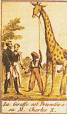 pele-mele-une-girafe-a-paris/girafe5887-jpg.jpeg