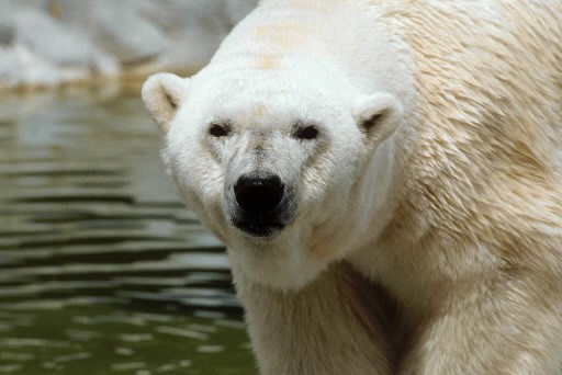 mort-du-doyen-mondial-des-ours-polaires-a-winnipeg/clip-image034-jpg.jpeg
