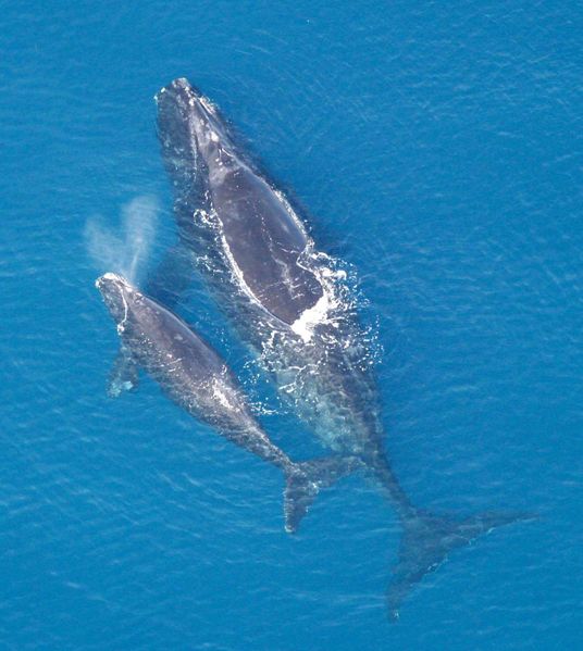 pele-mele-baby-boom-chez-les-baleines-franches-de-latlantique/eubalaena-glacialis-with-calf222355.jpg