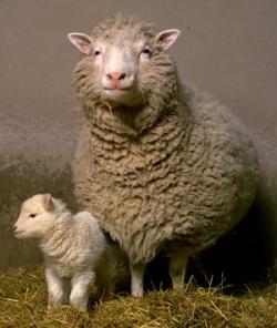 naissance-de-dolly-premier-mammifere-clone/dolly-the-sheep2-thumb181866-jpg.jpeg