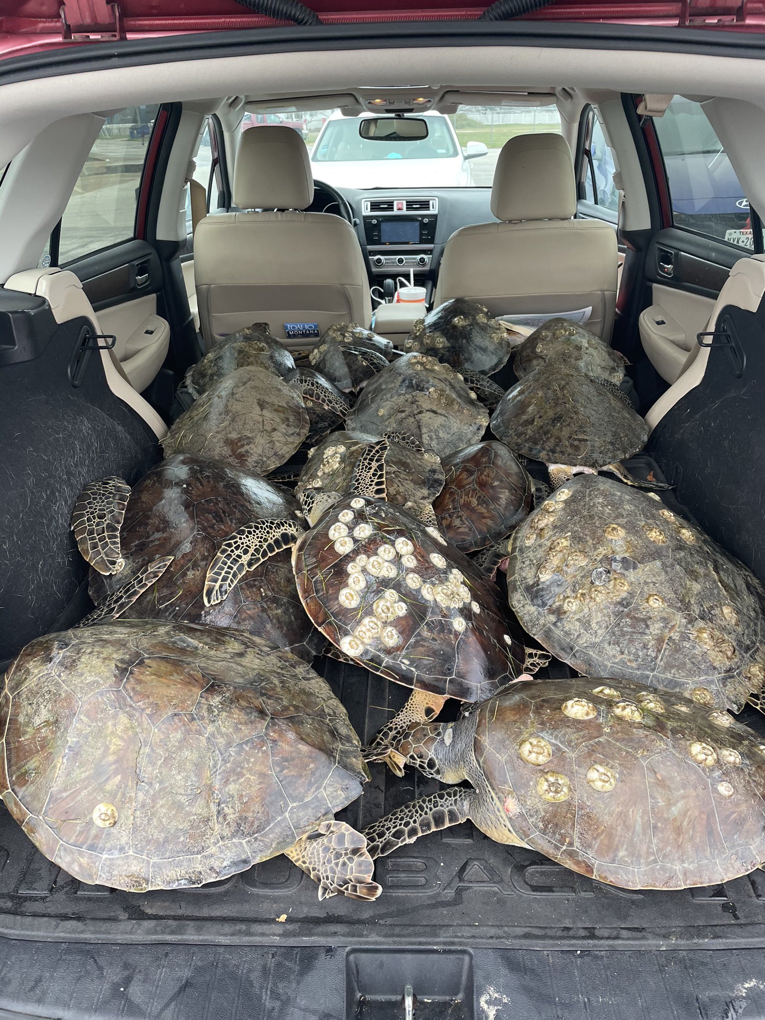 des-milliers-de-tortues-sauvees-du-froid-au-texas/eutgs0avcamfj2t-jpg.jpeg