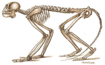 annonce-de-la-decouverte-dun-crane-de-primate-age-de-5-millions-dannees/mesopithecus-pentelicus4-jpg.jpeg
