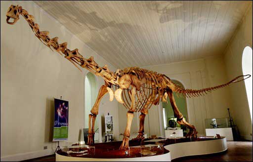 presentation-dun-nouveau-dianosaure-maxakalisaurus-topai/maxakalisaurus-jpg.jpeg