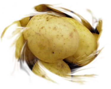 naissance-luther-burbank/potato14.jpg