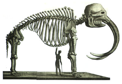 premiere-exposition-dun-squelette-dun-mastodonte/squelette.jpg