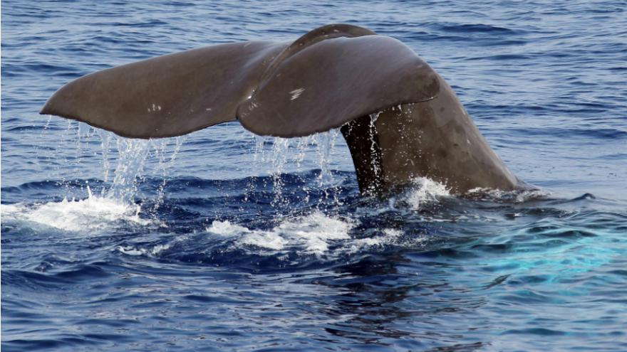 pour-la-premiere-fois-depuis-1913-une-baleine-a-bec-est-apercue-dans-la-tamise-a-londres/clip-image025.jpg