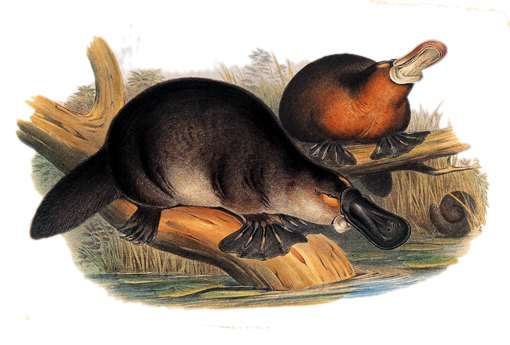 deces-john-gould/gould-john-duckbilled-platypus-1845-1863.jpg