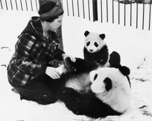 le-premier-panda-en-amerique/panda1.jpg