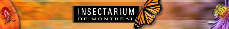inauguration-de-linsectarium-de-montreal/insectarium-menu1395454.jpg