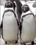 pele-mele-pour-les-droits-des-pingouins-gays/pingouins-gays59.jpg