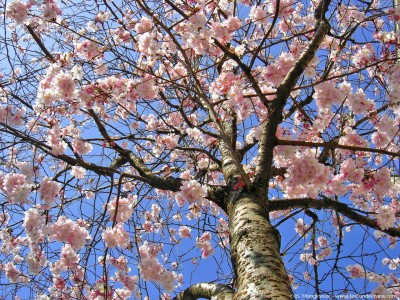 la-journee-lequinoxe-du-printemps/printemps-arbre-fleurs21.jpg
