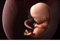 pele-mele-le-foetus-nest-pas-une-personne/foetus.jpg