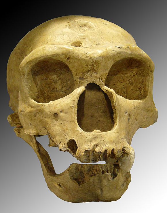 lhomme-de-neandertal-un-etre-habile/580px-homo-sapiens-neanderthalensis.jpg