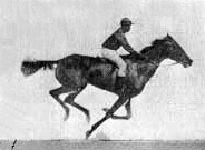 naissance-eadweard-muybridge/muybridge-race-horse-animated-184px.gif